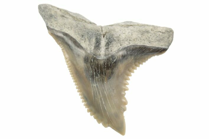 Snaggletooth Shark (Hemipristis) Tooth - Aurora, NC #194969